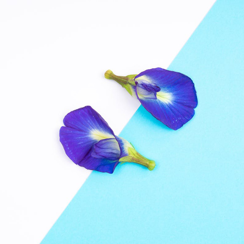 Clitoria ternatea - A kék borsóvirág csodája