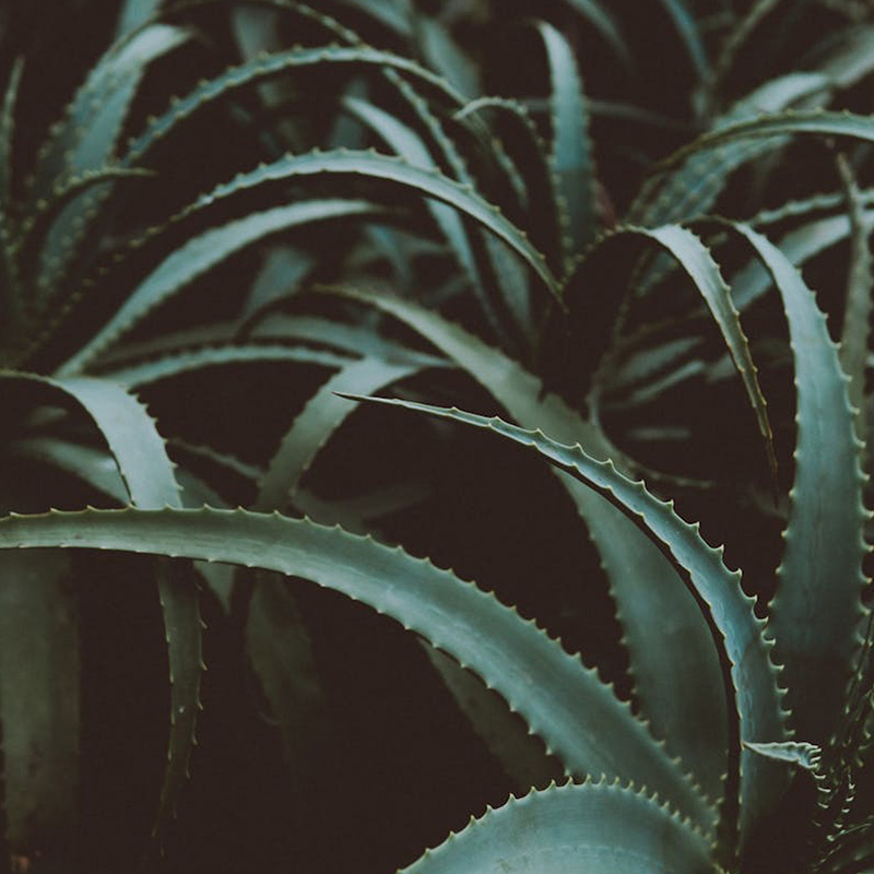 Aloe Vera - A sokoldalú csodanövény